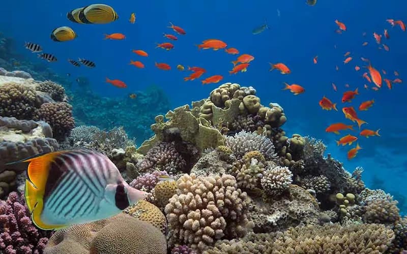 The Future of Marine Biotechnology — How Ocean Resources are Transforming Medicine